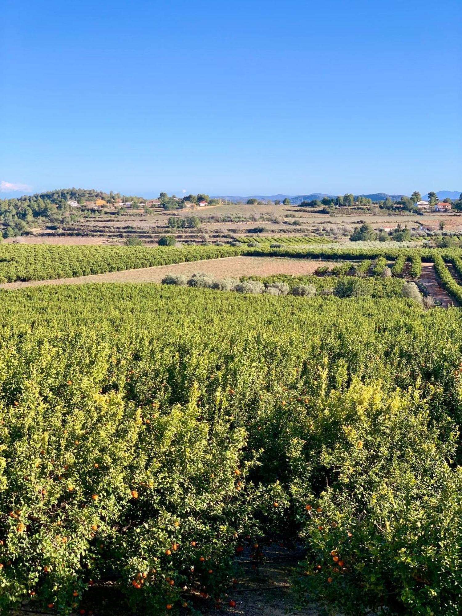 Finca Malata Turís Exteriör bild